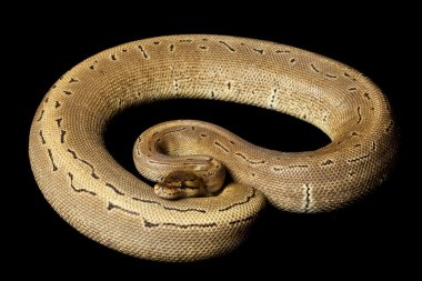 azaltmak desenli ince çizgili kumaş top python