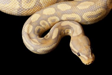 karamel glow top python