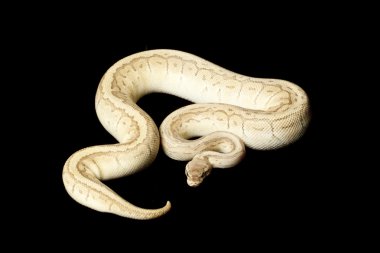 pastel kral pin ball piton