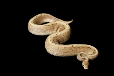 çikolata spinner top python