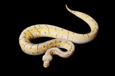 Spinner patlama top python