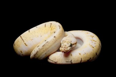 Spinner patlama top python