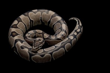 axanthic top python