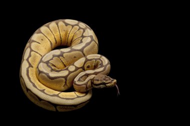 örümcek mojave top python