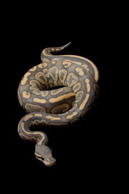 hayalet siyah pastel top python