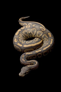 hayalet siyah pastel top python