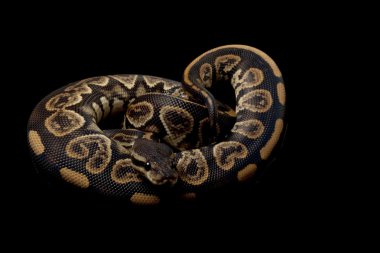 siyah pastel top python