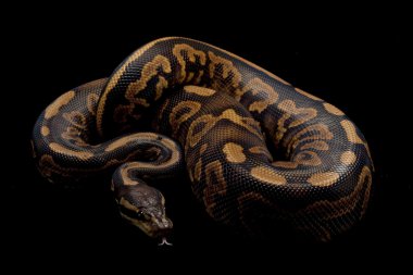 siyah pastel sarı karın top python