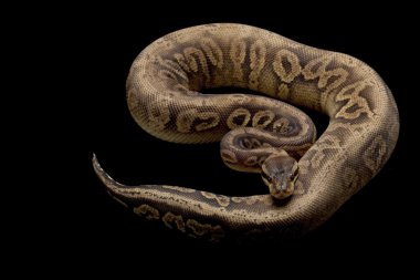 siyah kalaylı sarı göbeğini