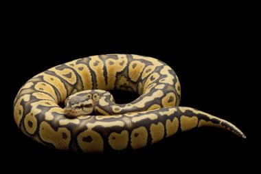 pastel top python hayalet