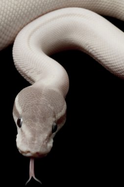 Süper mojave top python