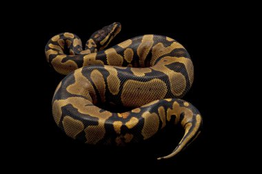 sarı karın top python