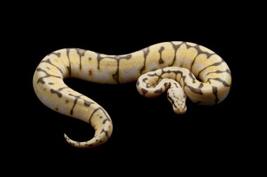 katil arı top python