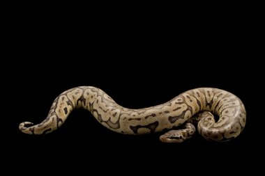 siyah pastel kadını top python