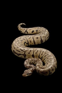 siyah pastel kadını top python