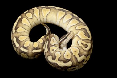 pastel az platin top python