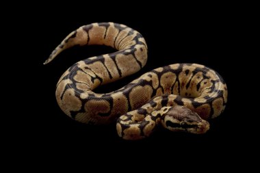 pastel kadını top python