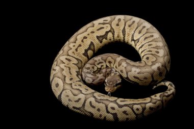 siyah pastel kadını top python