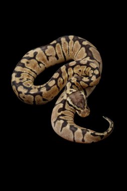 pastel kadını top python