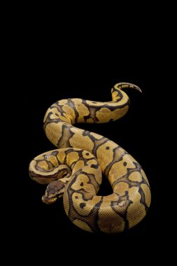 pastel kırmızı şerit top python