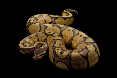 pastel kırmızı şerit top python