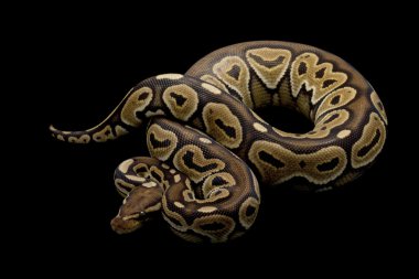 Bal tarçın top python