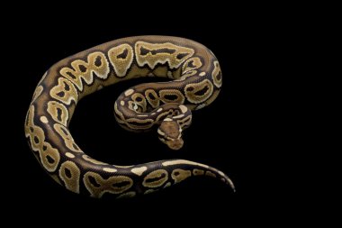 Bal tarçın top python