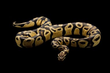 Sarı ceket top python