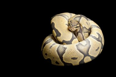 Turuncu hayalet top python