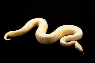 Lavanta albino piton ball