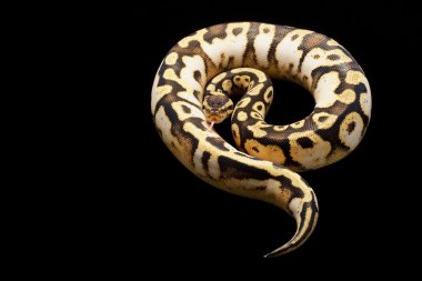 pastel alaca top python