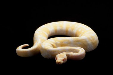 Albino piton ball