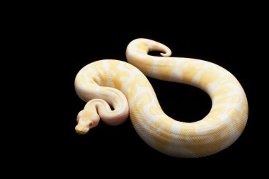 Albino piton ball