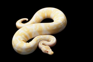 Albino piton ball