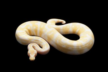 Albino piton ball