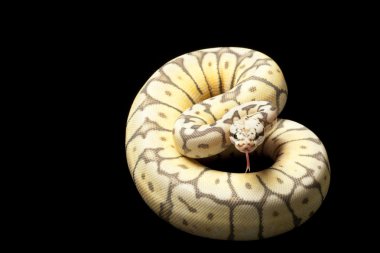 Hayalet Katil arı top python