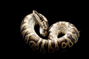 Orman alaca top python