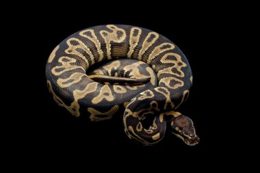 Orman alaca top python