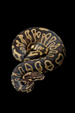 Orman alaca top python