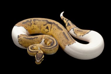 pastel boynuz top python