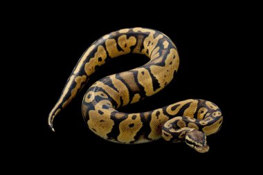 pastel top python