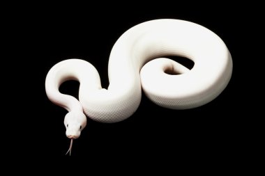 daha az platin boynuz top python