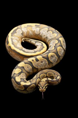 Alaca top python hayalet