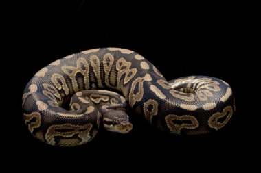 Tarçın pastel top python