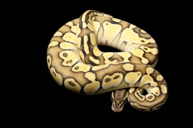 pastel az platin top python