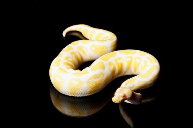 Albino piton ball