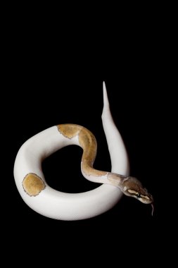 Mojave boynuz top python