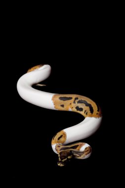boynuz top python