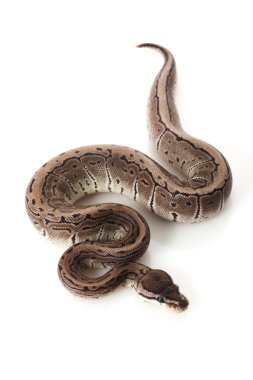 axanthic çizgili top python