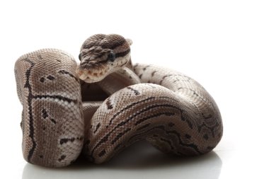 axanthic çizgili top python